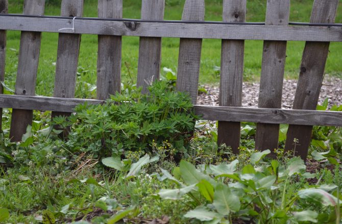 Was hat die Entwicklung von Bauerngärten beeinflusst?