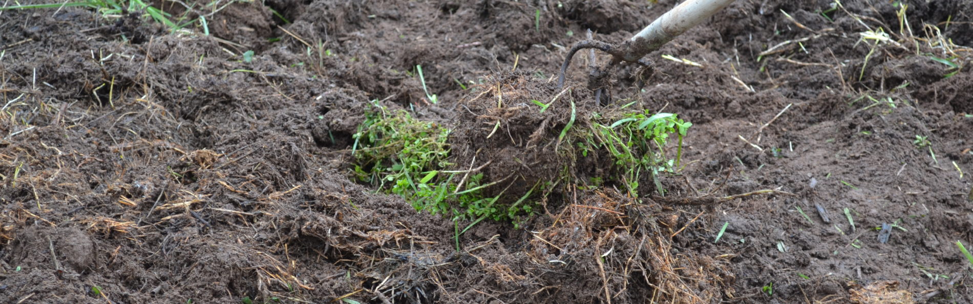 Gartenstatus : always in process