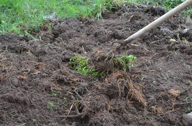 Gartenstatus : always in process