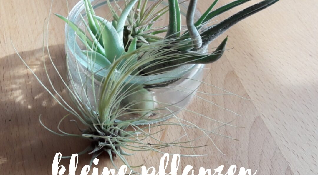 Luftpflanzen – kleine Zimmerpflanzen mit großer Wirkung
