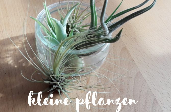 Luftpflanzen – kleine Zimmerpflanzen mit großer Wirkung
