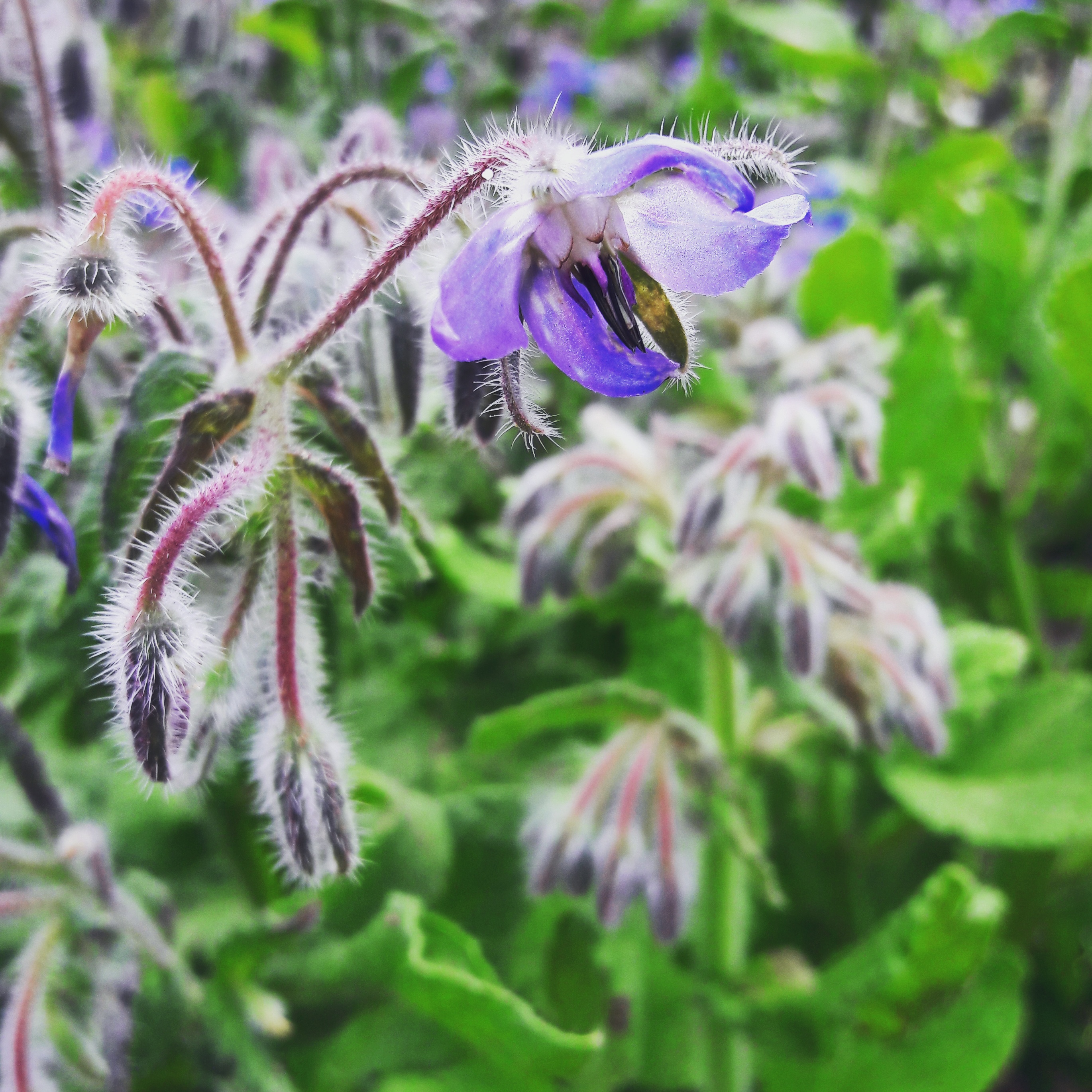 Borretsch - Fluch und Segen - Garteneuphorie