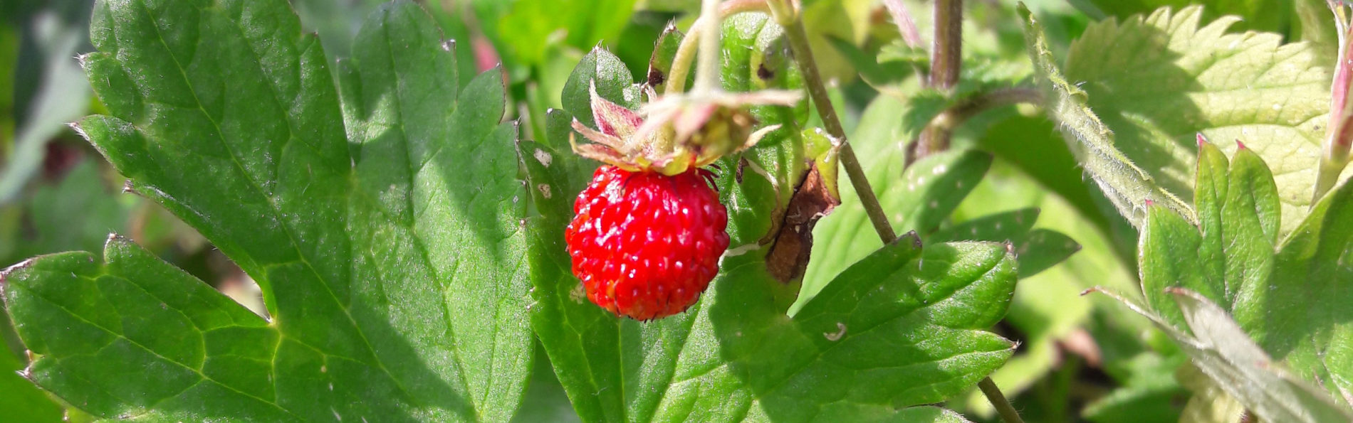 Amerikaner mit Obst-Topping