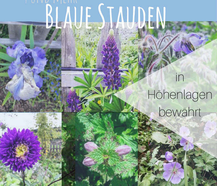 9 & Mehr Blaue Stauden – Blaues Wunder im Garten auf 850 HM