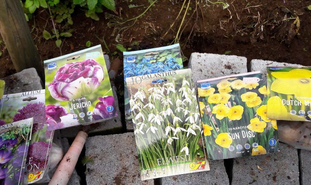 Blumenzwiebeln pflanzen: Ein heikles Spiel