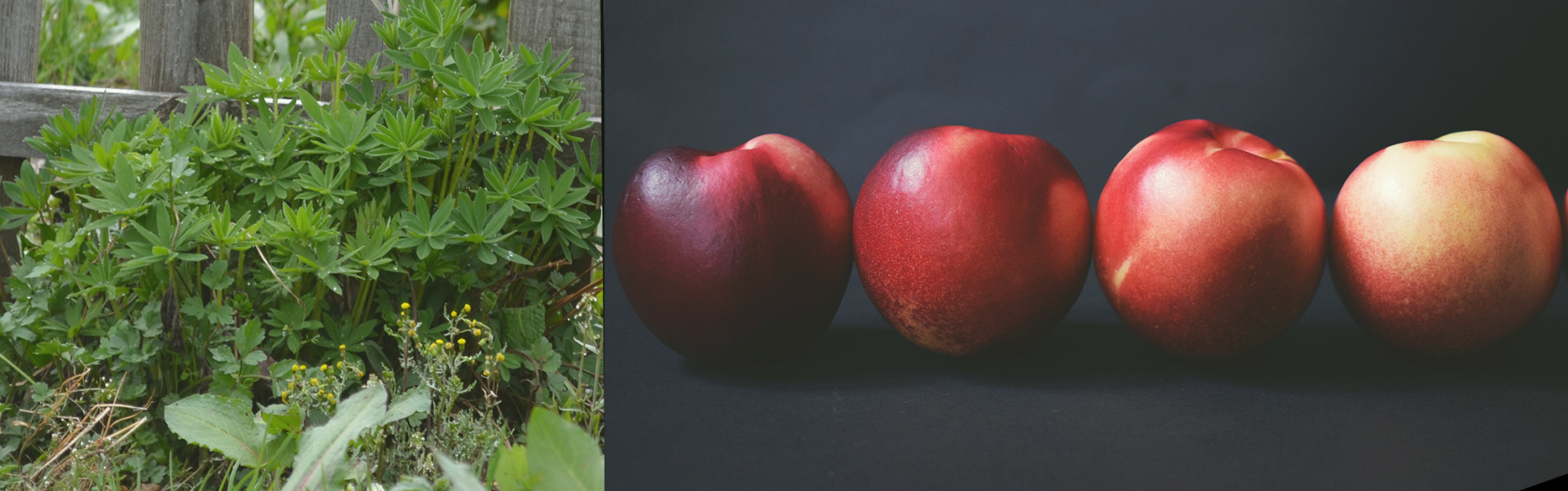 Blinddate Edition #4 „Peaches“ – Sommertag im Schwarzwald