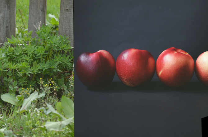 Blinddate Edition #4 „Peaches“ – Sommertag im Schwarzwald