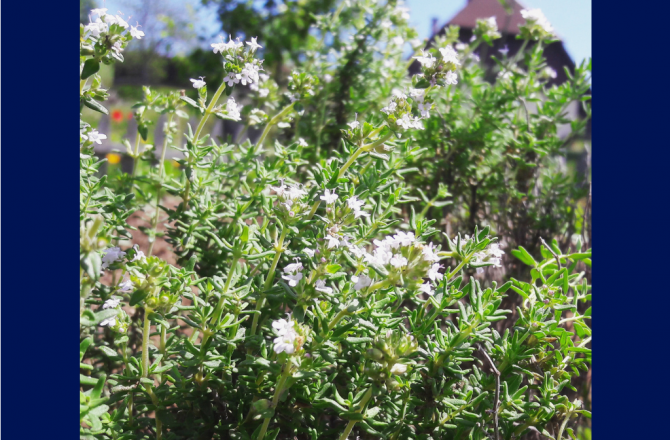 Bauerngarten im Schwarzwald