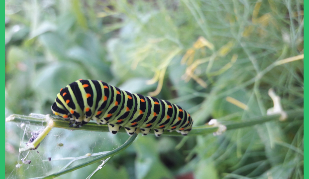 Insektenfreundlicher Garten: bunt, wild, schön
