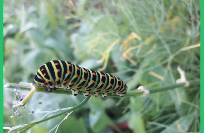 Insektenfreundlicher Garten: bunt, wild, schön