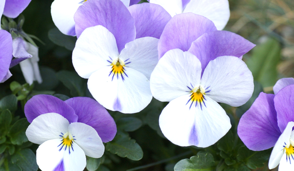 Hornveilchen – Viola cornuta