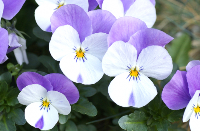 Hornveilchen – Viola cornuta