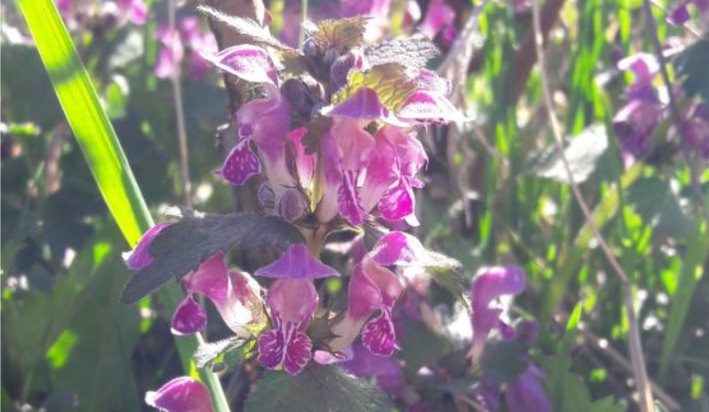 Purpurrote Taubnessel – bienenfreundlich & genügsam