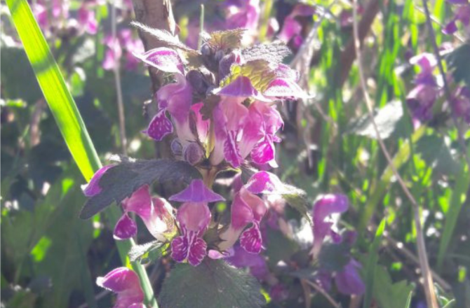 Purpurrote Taubnessel – bienenfreundlich & genügsam