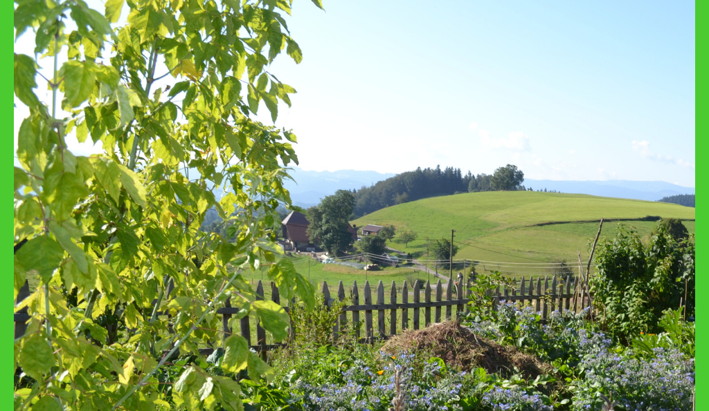 Geschichtliche Entwicklung des Bauerngartens im Schwarzwald ab dem Mittelalter