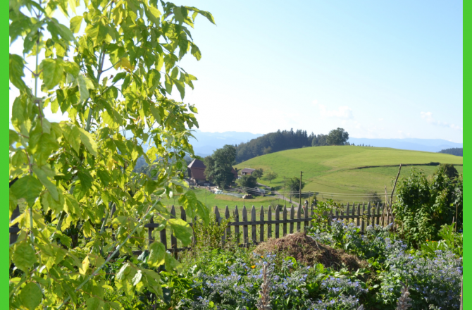 Geschichtliche Entwicklung des Bauerngartens im Schwarzwald ab dem Mittelalter