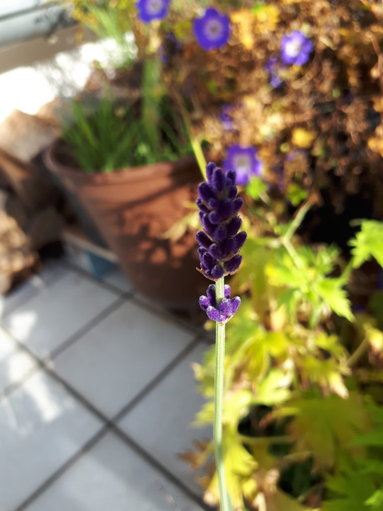 Lavendel und Storchschnabel blühen blau-violette in der Herbstsonne auf einem Balkon