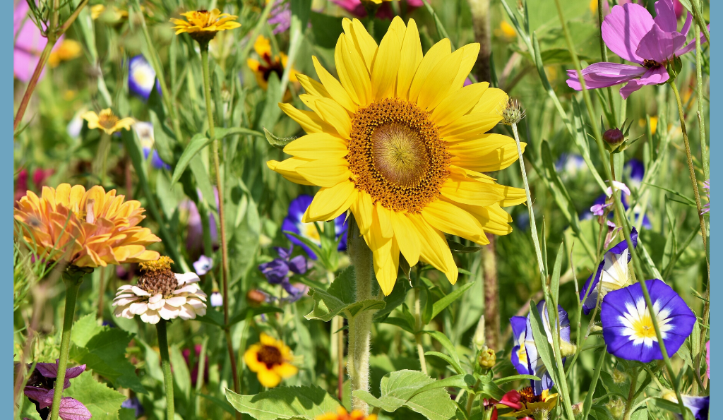 Die 5 Goldenen Regel für den insektenfreundlichen Garten