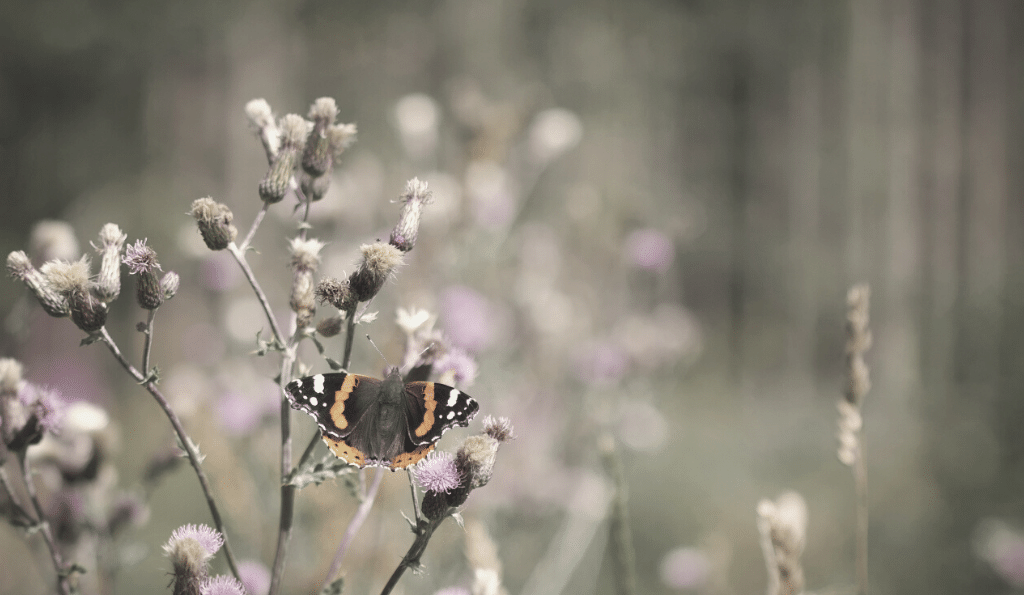 Das Insektensterben – Wieso insektenfreundliches Gärtnern die Zukunft sichert