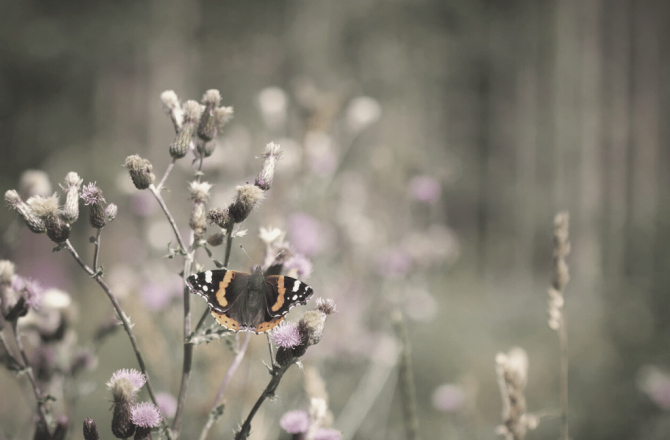 Das Insektensterben – Wieso insektenfreundliches Gärtnern die Zukunft sichert