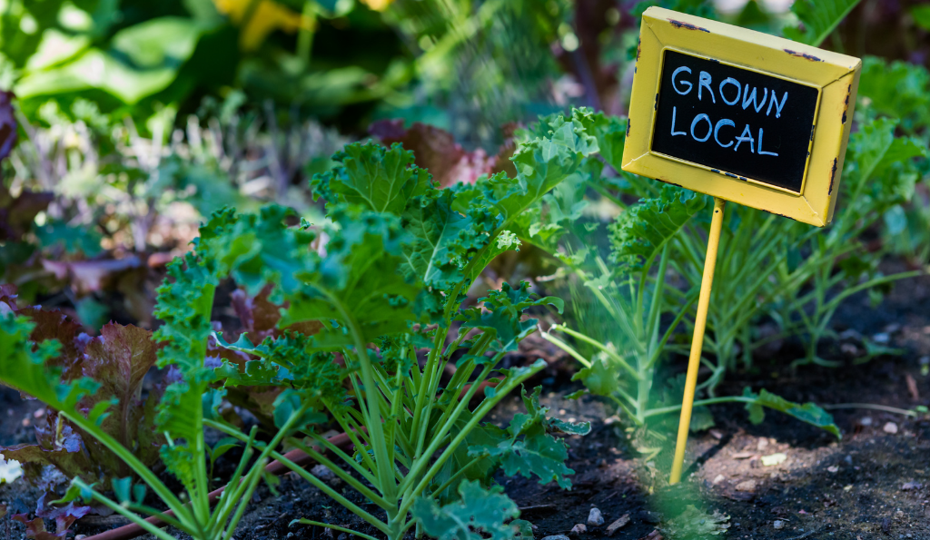 Urban Gardening Worms – Ein Privatgarten wird Teil des Wormser Gartenglücks