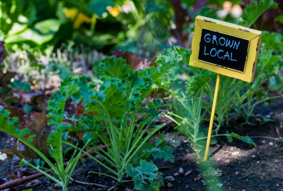 Urban Gardening Worms – Ein Privatgarten wird Teil des Wormser Gartenglücks