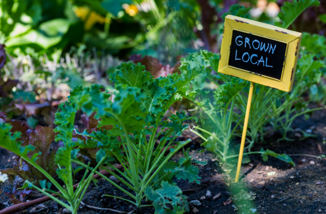 Urban Gardening Worms – Ein Privatgarten wird Teil des Wormser Gartenglücks