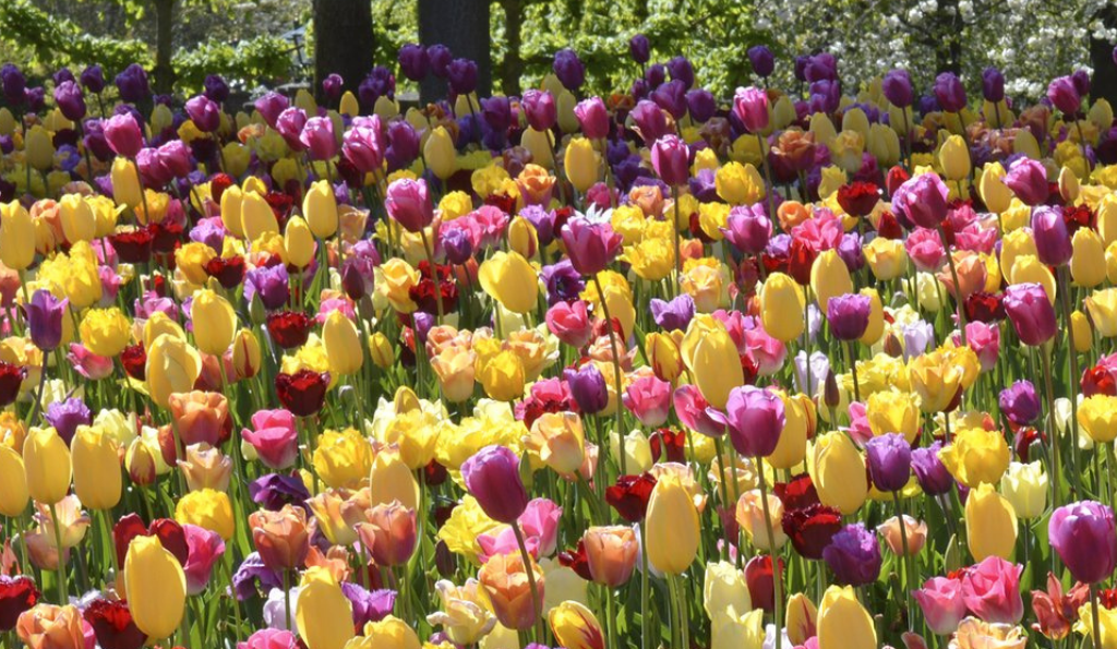 Frühling im Kopf – Die besten Tipps für Tulpen im Beet