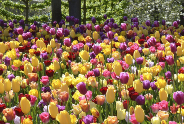Frühling im Kopf – Die besten Tipps für Tulpen im Beet