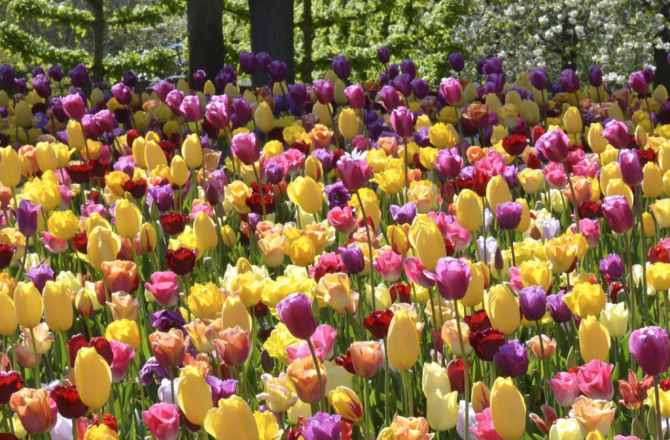Frühling im Kopf – Die besten Tipps für Tulpen im Beet