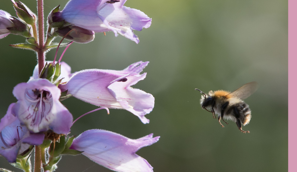 6 Phantastische Wildbienen-Arten und wo sie zu finden sind