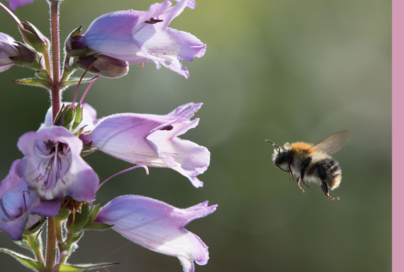 6 Phantastische Wildbienen-Arten und wo sie zu finden sind