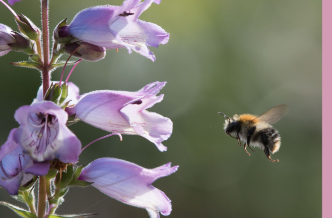 6 Phantastische Wildbienen-Arten und wo sie zu finden sind